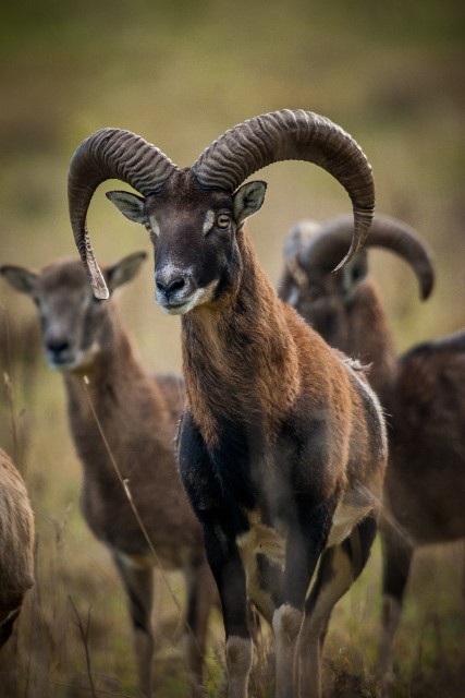 Mufflon :: Jakt i Tjeckien